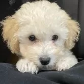 タイニープードル