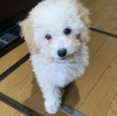 トイプードル(タイニー)