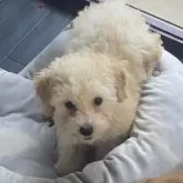 タイニープードル【愛知県・女の子・2025年8月27日・クリーム】の写真11