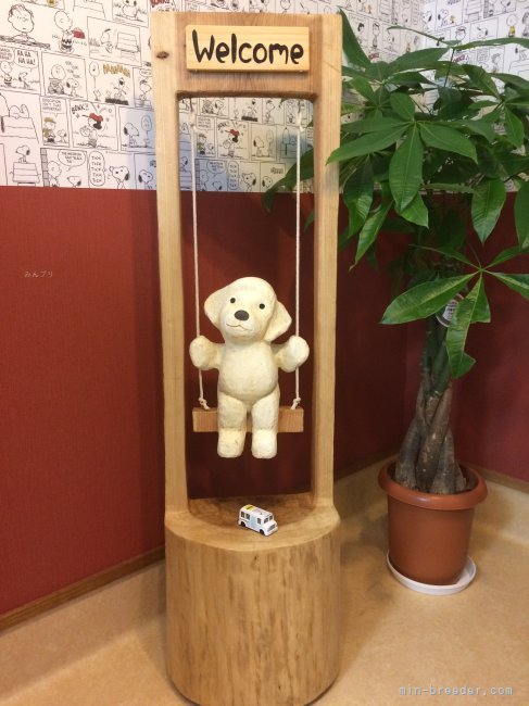 うえるかむ｜鈴木　貴生(すずき　たかき)ブリーダー(静岡県・イタリアングレーハウンドなど・JKC登録)の紹介写真9
