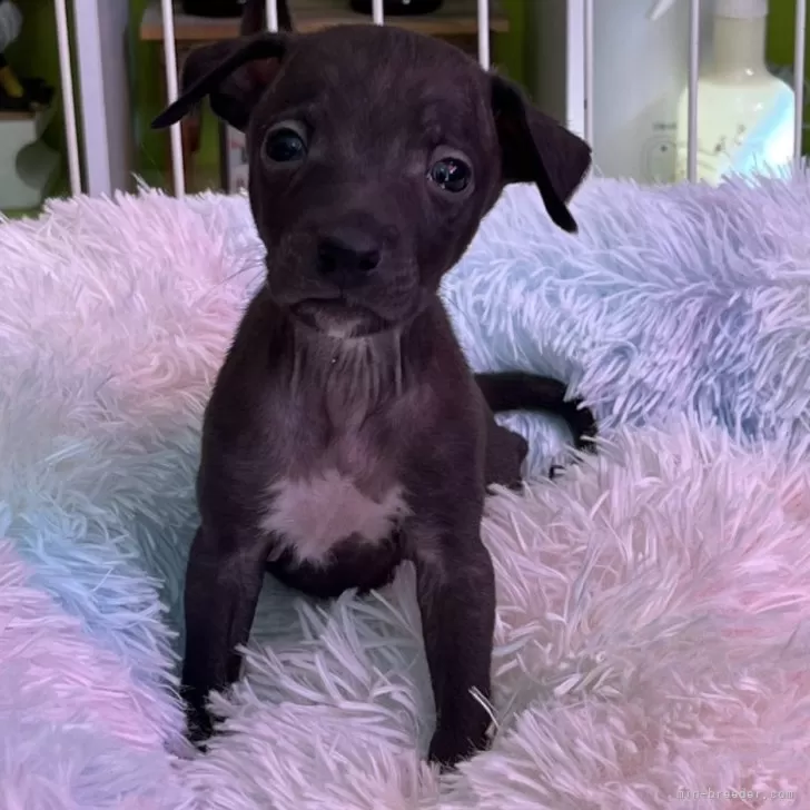 ID:2501-05254の子犬