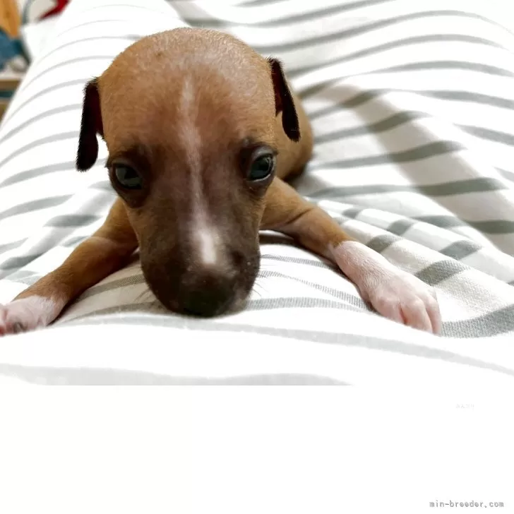 ID：2506-02147の子犬