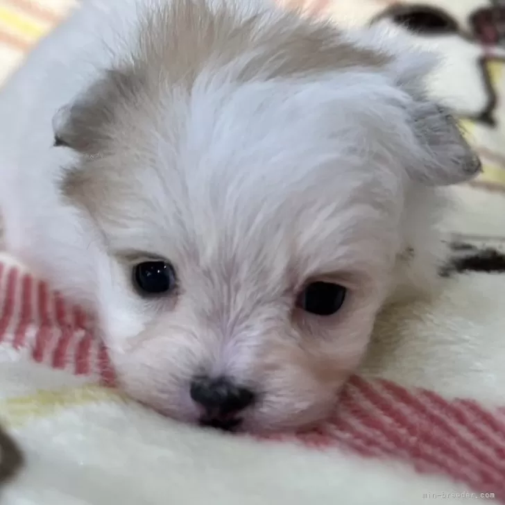 ID：2502-00626の子犬