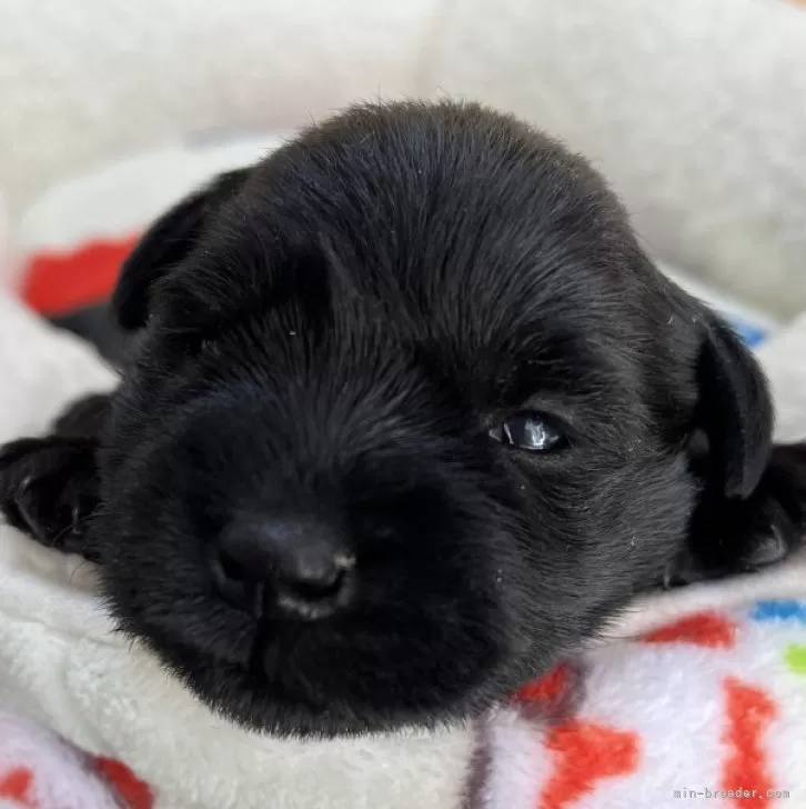 ID:2501-00057の子犬