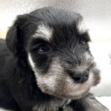 ミニチュアシュナウザー【静岡県・女の子・2025年11月1日・ブラック&シルバー】の写真「目がはっきり開きました」