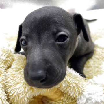 イタリアングレーハウンド【静岡県・男の子・2025年11月14日・シール&ホワイトマーキング】の写真「5頭兄妹の1番大き目の子です只今700g」