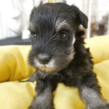 ミニチュアシュナウザー【静岡県・女の子・2025年11月1日・ブラック&シルバー】の写真「7頭兄妹の小さい子、活発になって来た！」