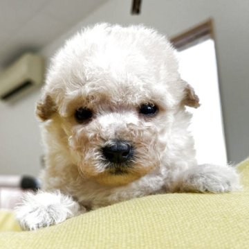 マルプー(マルチーズ×トイプードル)【静岡県・男の子・2025年11月8日・クリーム】の写真「3頭兄弟のプードル似です」