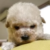 マルプー(マルチーズ×トイプードル)【静岡県・男の子・2025年11月8日・クリーム】の写真2