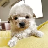 マルプー(マルチーズ×トイプードル)【静岡県・男の子・2025年11月8日・クリーム】の写真5