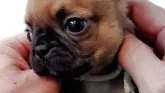 チワパグ(チワワ×パグ)【茨城県・男の子・2025年3月15日・茶】の写真6
