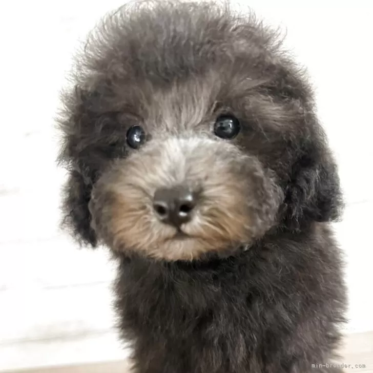 ID:2509-03649の子犬