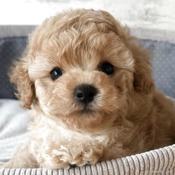 ID:2505-05783の子犬