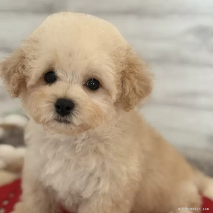 S.T 様のお迎えした子犬