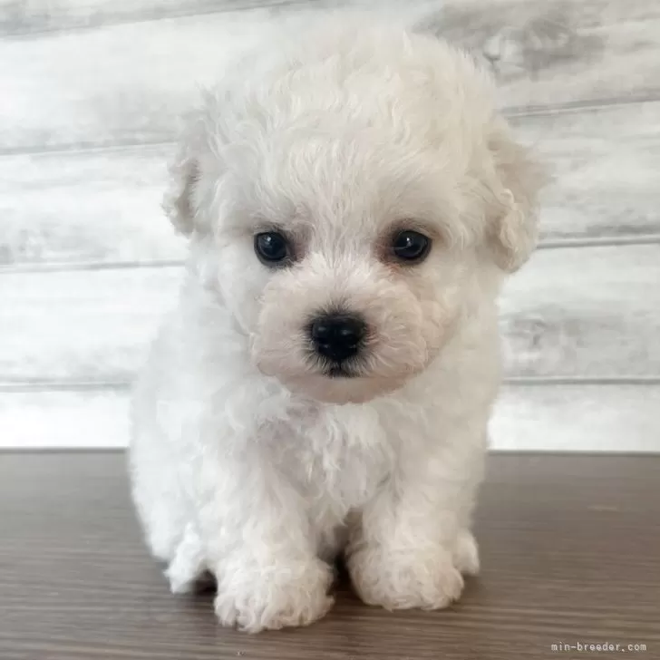 ビションフリーゼ【三重県・男の子・2025年10月12日・ホワイト】の写真1