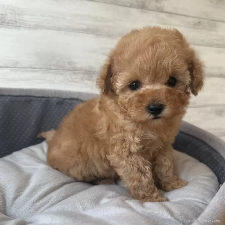 ID:2502-01812の子犬