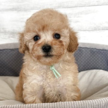 タイニープードル【三重県・女の子・2025年10月5日・アプリコット】の写真「人懐っこくてかわいい女の子🩷」