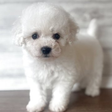 ビションフリーゼ【三重県・女の子・2025年10月10日・ホワイト】の写真「人懐っこくてふわふわかわいい女の子♡」