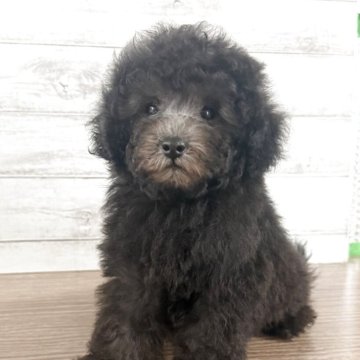 トイプードル(ティーカップ)【三重県・男の子・2025年7月28日・シルバー】の写真「小さくてもモフモフ🩶くまさんみたい🩶」