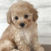 トイプードル(タイニー)