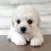 ビションフリーゼ