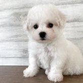 ビションフリーゼ