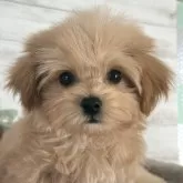 ミックス(ビションフリーゼ×トイプードル)【三重県・女の子・2024年9月21日・アプリコット】の写真1