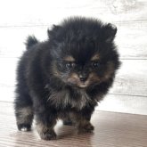 ポメラニアン
