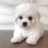 ビションフリーゼ