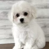 ビションフリーゼ