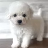 ビションフリーゼ