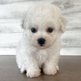 ビションフリーゼ