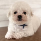 ビションフリーゼ