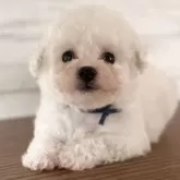 ビションフリーゼ