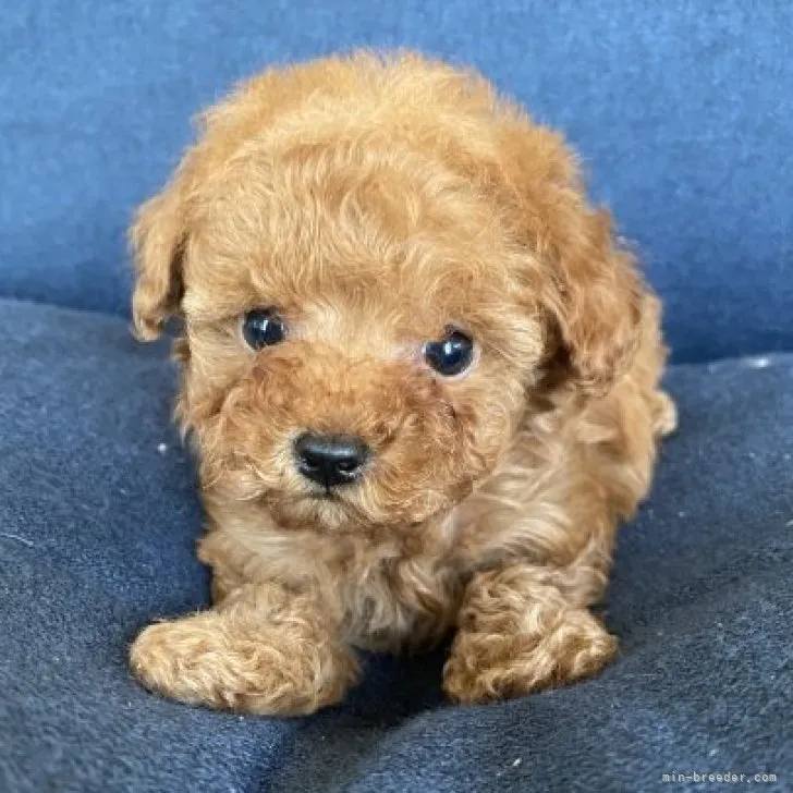 ID:2302-01033の子犬