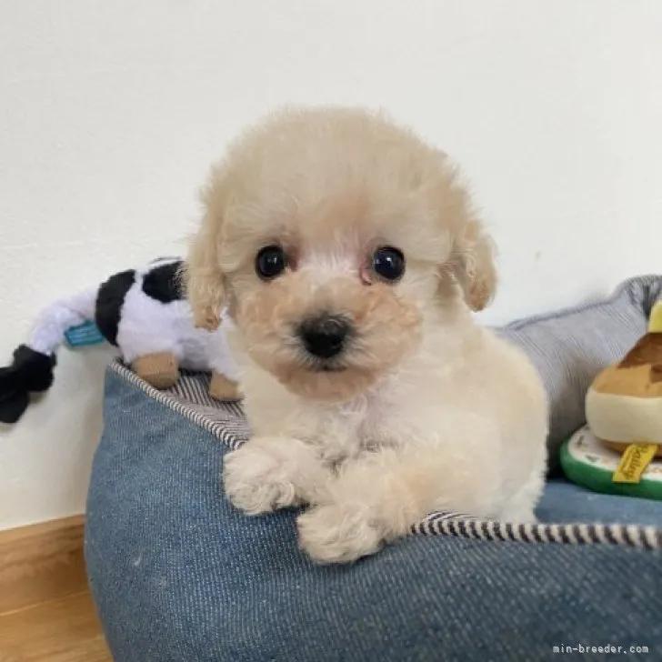 ID:2305-05120の子犬