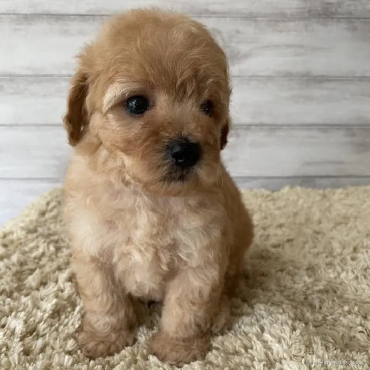 ID:2207-05286の子犬