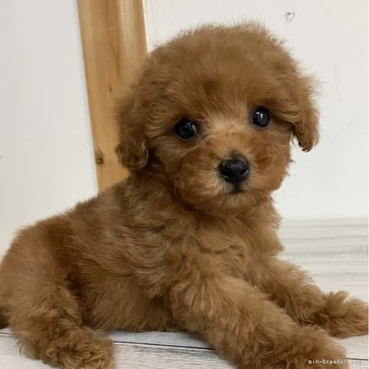 ID：2402-03771の子犬