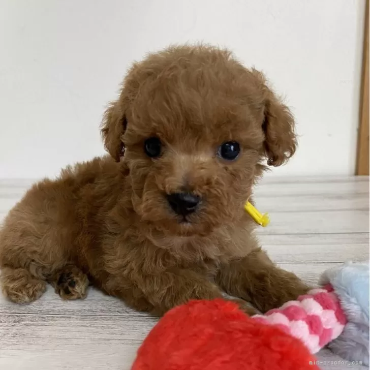 ID：2403-00218の子犬