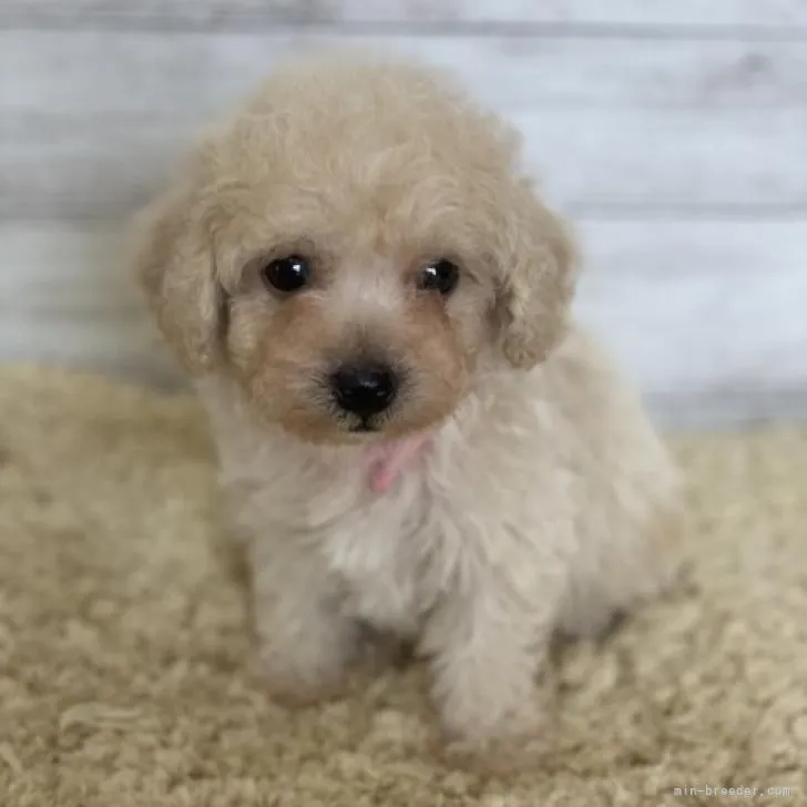 ID：2207-05297の子犬