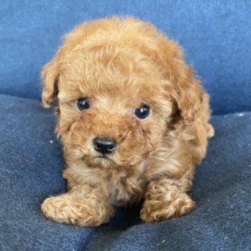 トイプードル(ティーカップ)【三重県・男の子・2022年12月31日・レッド】の写真「小さくて足の短いイケメンくんです✨」