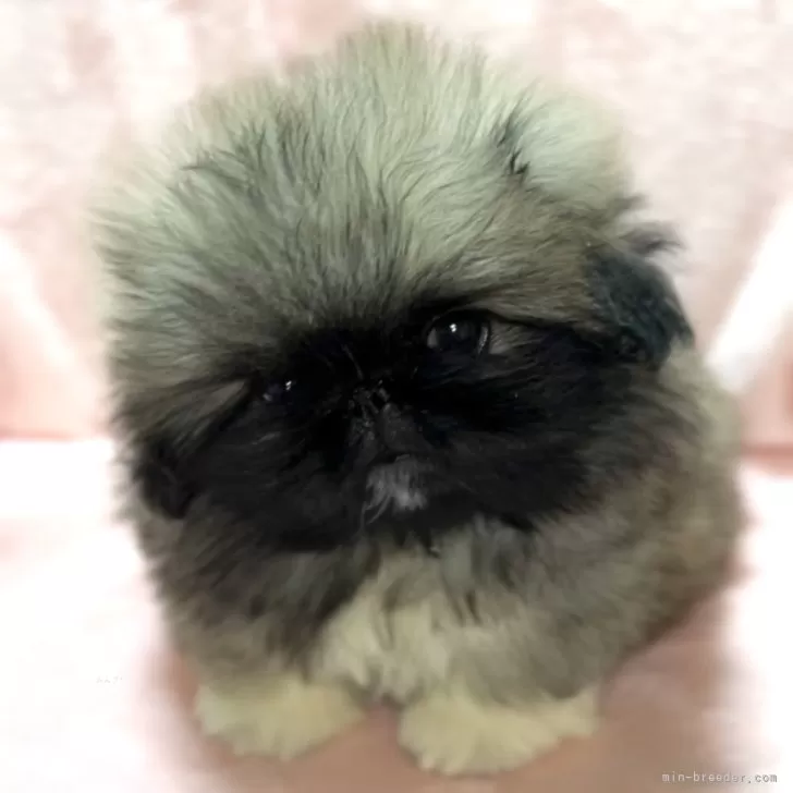 M.Y 様のお迎えした子犬