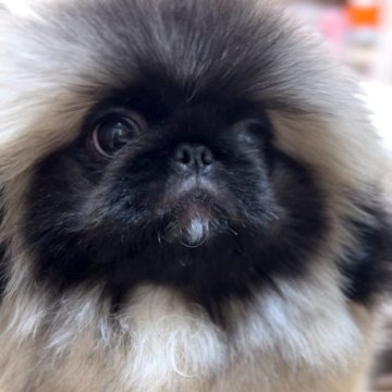ペキニーズ【北海道・男の子・2025年7月12日・フォーン】の写真「🩷ふっくらお顔のもりもりボーイ🩷」