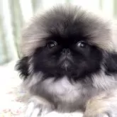 ペキニーズ