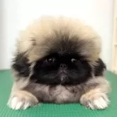 ペキニーズ