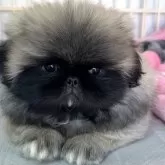 ペキニーズ