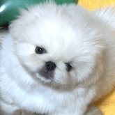ペキニーズ