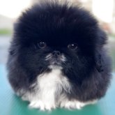 ペキニーズ