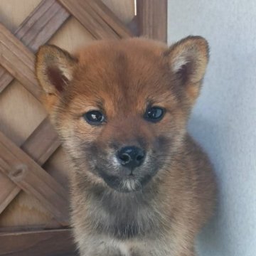 豆柴【茨城県・男の子・2025年8月31日・赤】の写真「元気いっぱいスクスク成長中　豆柴の男の子」