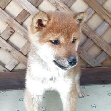 豆柴【茨城県・男の子・2025年8月31日・赤】の写真「🔴値下げ　黒マスクもとれてきました　写真参照　」